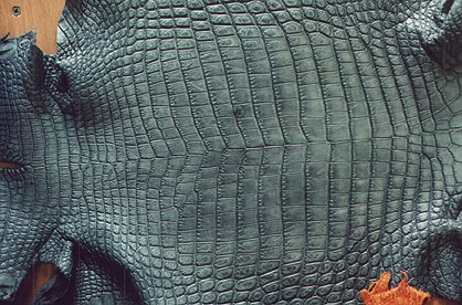 Crocodile Leather Crust (100% Genuine skin)